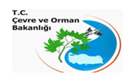 Owl Image