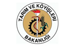 Owl Image